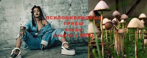 прущие грибы Елизово